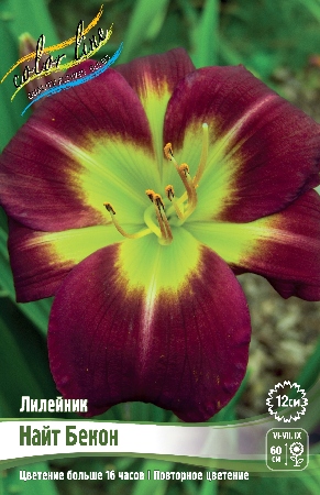 Лилейник Найт Бекон 1шт (Колорлайн)