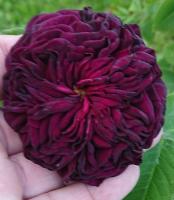 Роза Морталисатис (Шраб) 1шт (Сиб сад)