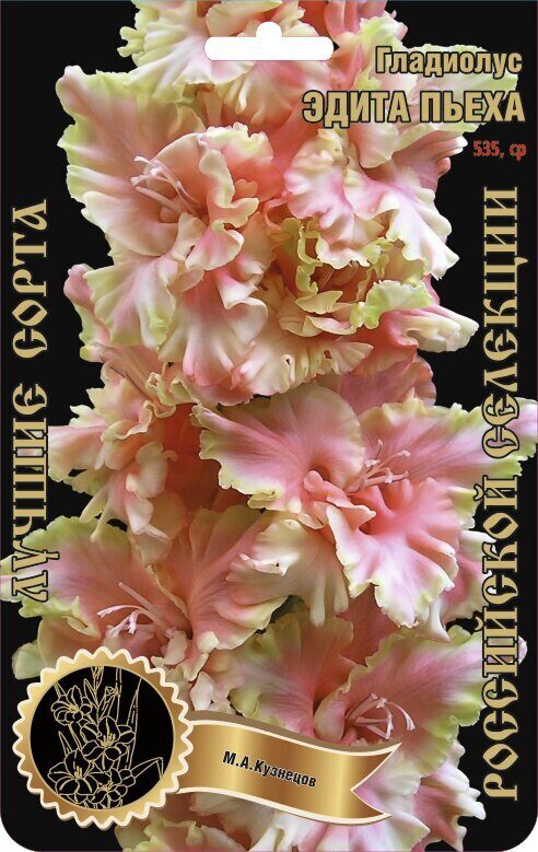 Гладиолус Эдита Пьеха 535,Кузнецов Экстра 1шт (Ф)