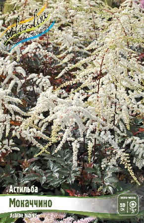 Астильба Мокаччино 2/3 1шт (Колорлайн)