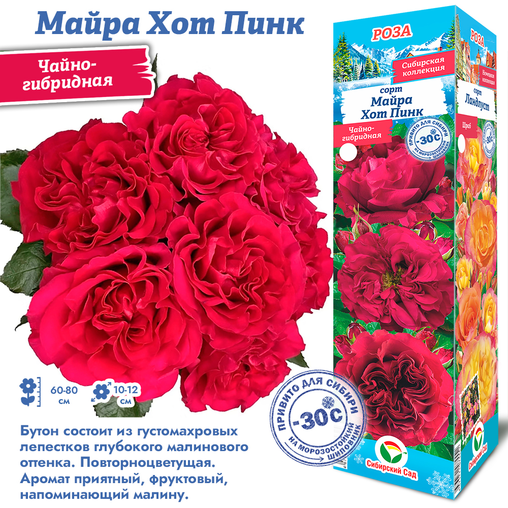 Роза Майра Хот Пинк (Чайно-гибридная) 1шт (Сиб сад)