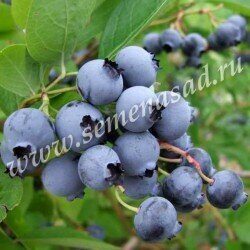 Голубика Торо (коробка) 1шт (Поиск)