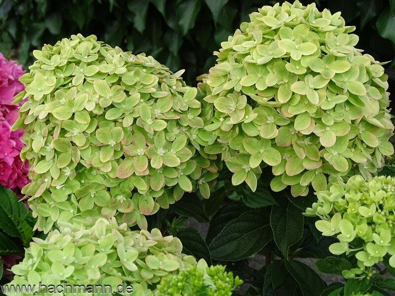 Гортензия Мохито (Метельчатая) (туба Р9) 1шт (Колорлайн)