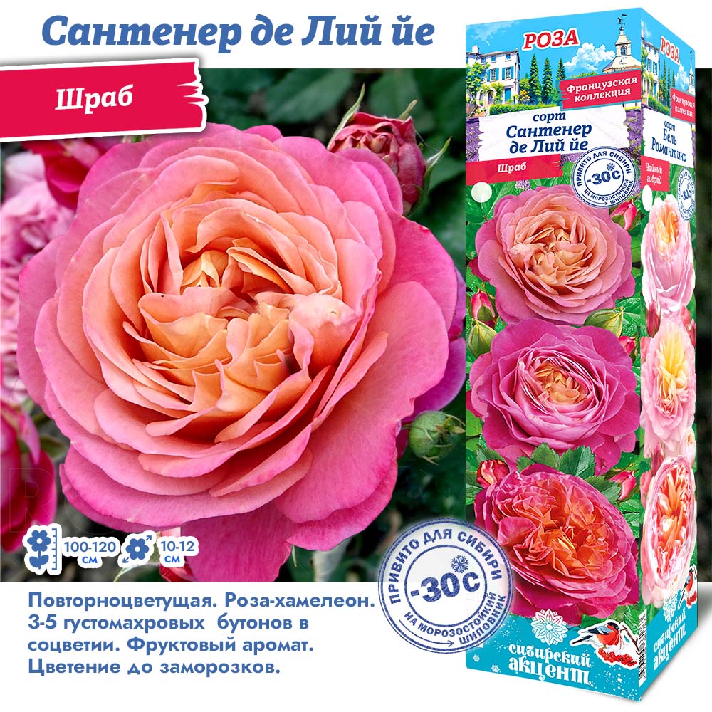 Роза Сантенер де Лий йе (Шраб) 1шт (Сиб сад)