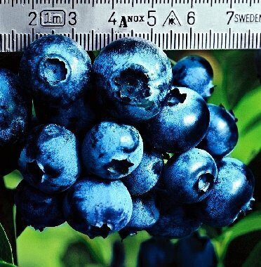 Голубика Патриот (туба Р9) 1шт (Колорлайн)