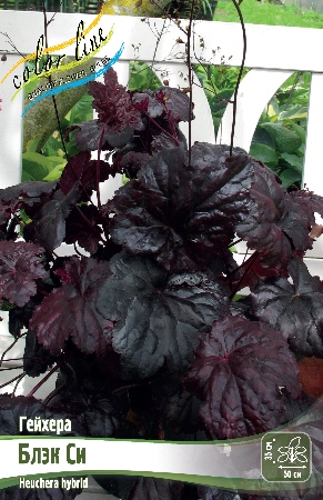 Гейхера Блэк Си 1шт (Колорлайн)
