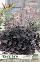 Астильба Чоколат Сегун I 1шт (Колорлайн)