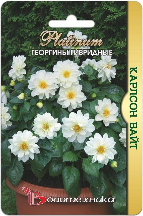 Георгина Карлсон Вайт однолетник 10шт (Биотехника)