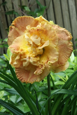 Лилейник Натурс Краун 1шт  (Колорлайн)