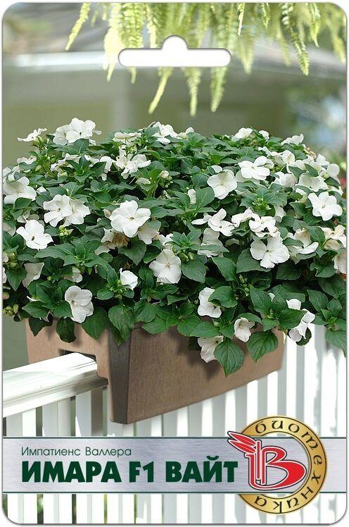 Импатиенс (бальзамин)Валлера Имара F1 Вайт однолетник 8шт (Биотехника)