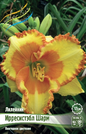 Лилейник Иррестэбл Шарм 1шт (Колорлайн)