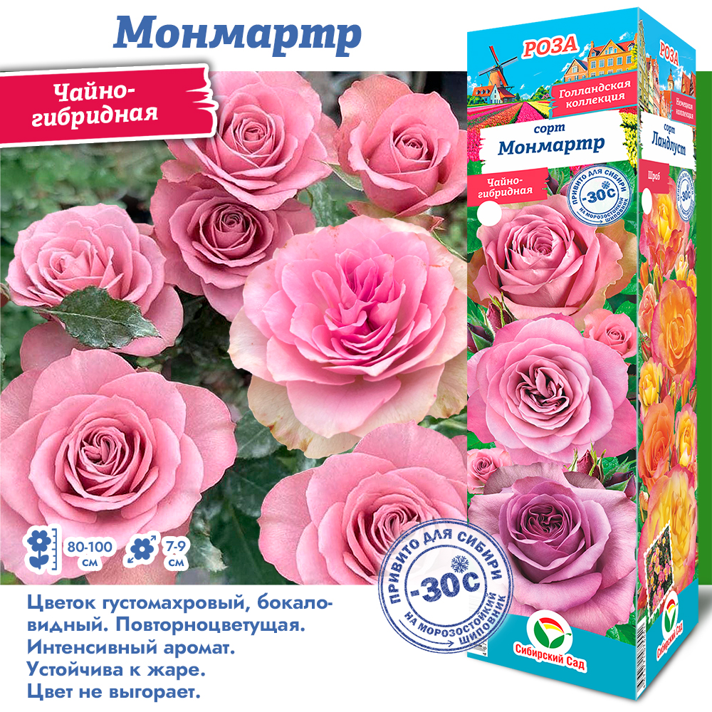 Роза Монмарт (Чайно-гибридная) 1шт (Сиб сад)