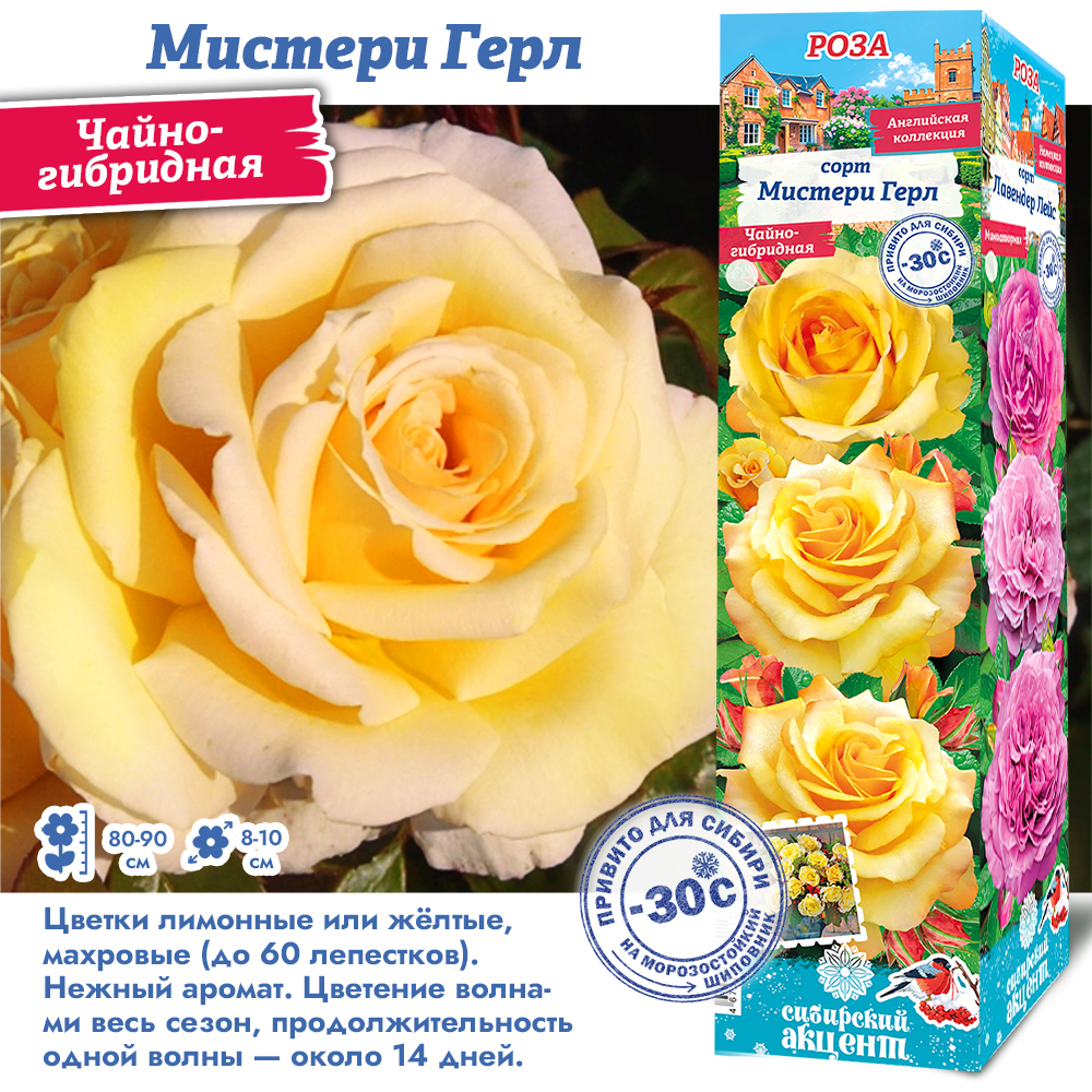 Роза Мистери Герл (Чайно-гибридная) 1шт (Сиб сад)