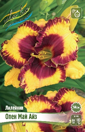 Лилейник Опен Май Айз 1шт (Колорлайн)
