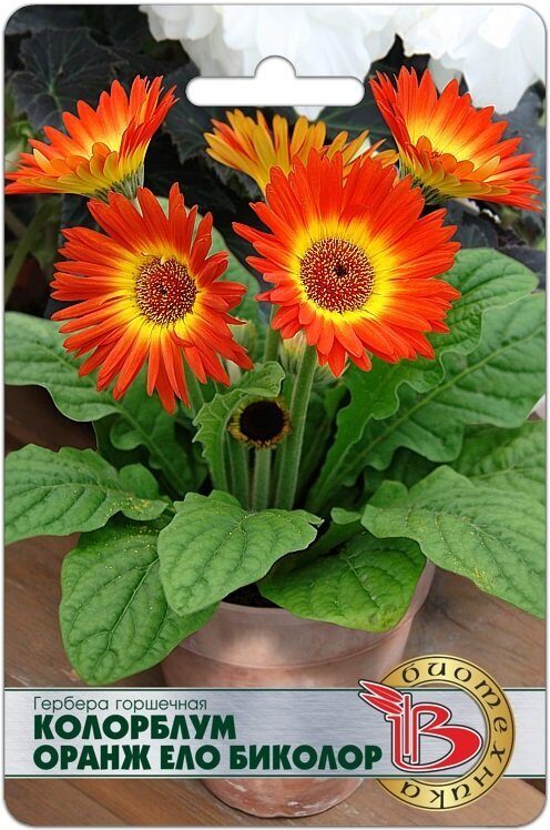 Гербера Колорблум Оранж Ело Биколор 5шт (Биотехника)