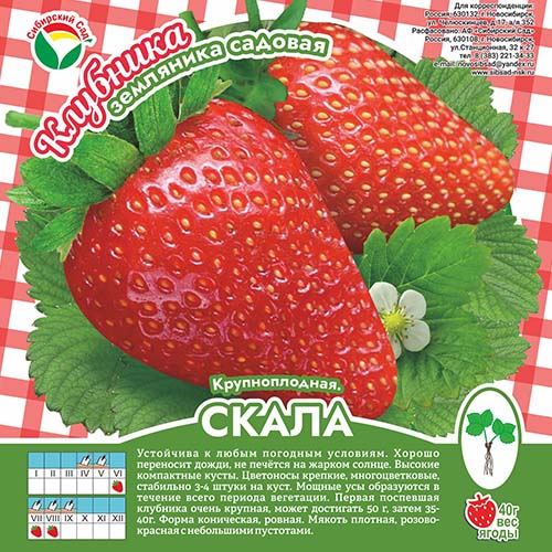 Клубника Скала А 10шт/пучок (Сиб сад)
