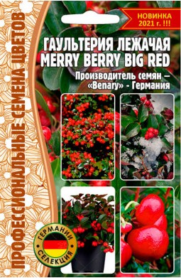 Гаультерия Merry Berry Big Red лежачая 3-5шт (Ред.сем)