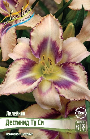 Лилейник Дестинид Ту Си 1шт (Колорлайн)