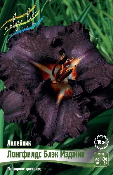 Лилейник Лонгфилдз Блэк Мэджик 1шт (Колорлайн)