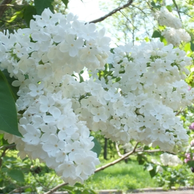 Сирень Агидель 1шт (Поиск)