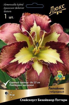 Лилейник Спейскоуст Бихейвиор Пэттерн 1шт (Поиск)