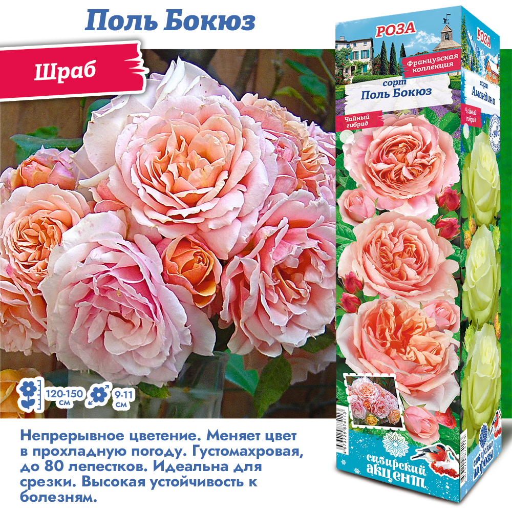 Роза Поль Бокюз (Шраб) 1шт (Сиб сад)