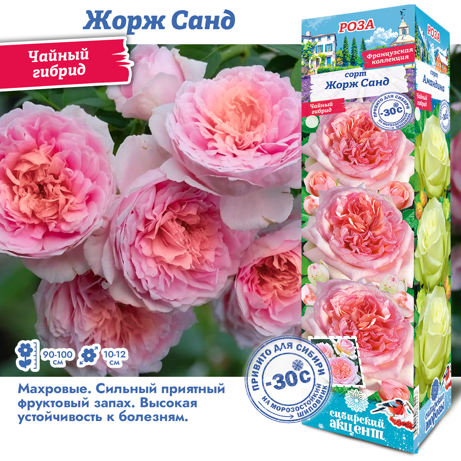 Роза Жорж Санд (Чайно-гибридная) 1шт (Сиб сад)