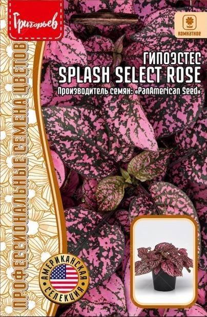 Гипоэстес Splash Select Rose К/Ц 4шт (Ред.Сем)