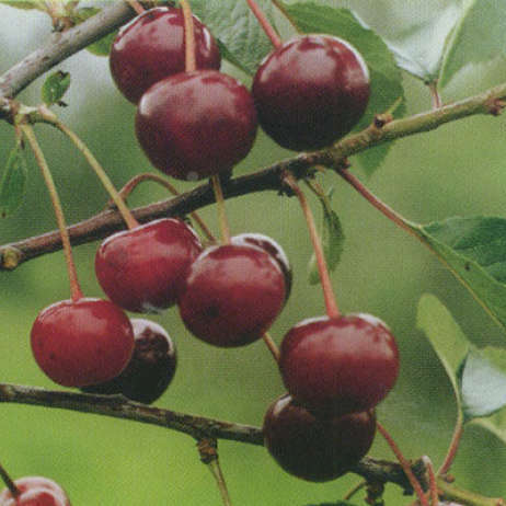 Вишня Булатная обыкновенная (саженец с этикеткой) 1шт (Сиб сад)