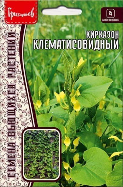 Кирказон Клематисовидный многолетник 3шт (Ред.Сем.)