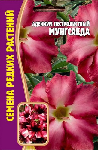 Адениум Мунгсакда пестролистный 3шт (Ред.Сем)