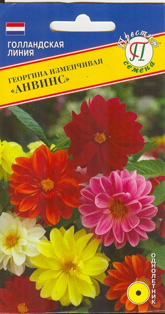 Георгина Анвинс однолетник 20шт (Престиж)