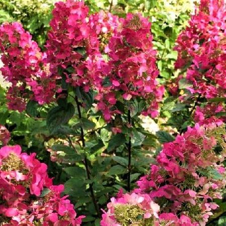 Гортензия Мэджикал Везувио (Метельчатая) (туба Р9) 1шт (Колорлайн)