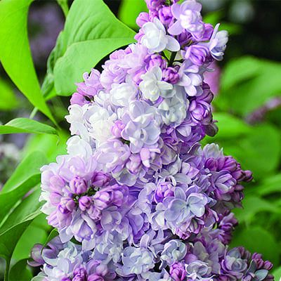 Сирень Московский университет 1шт (Поиск)