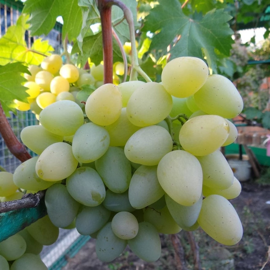 Виноград Монарх (коробка) 1шт (Поиск)