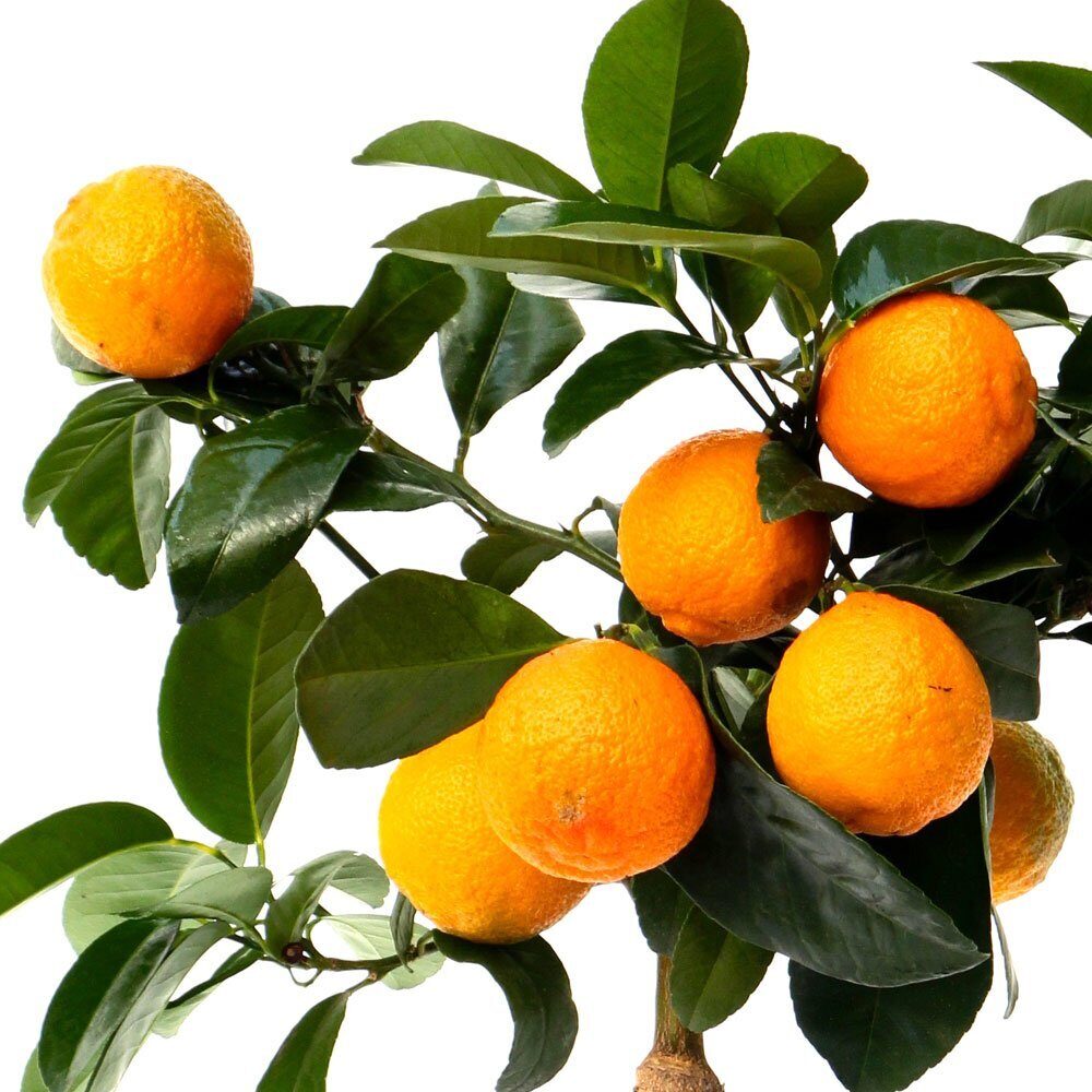 Цитрус Лайм Рангпур (Комнатное растение) 1шт (Поиск)