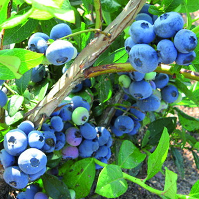 Голубика Денис Блю (коробка) 1шт (Поиск)