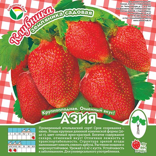 Клубника Азия А 10шт/пучок (Сиб сад)