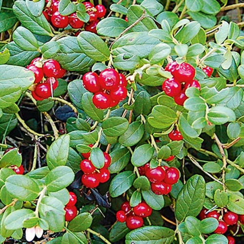 Брусника Мисс Черри (коробка) 1шт (Поиск)