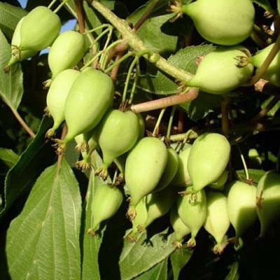 Актинидия Фигурная (женская) аргута (коробка) 1шт (Поиск)