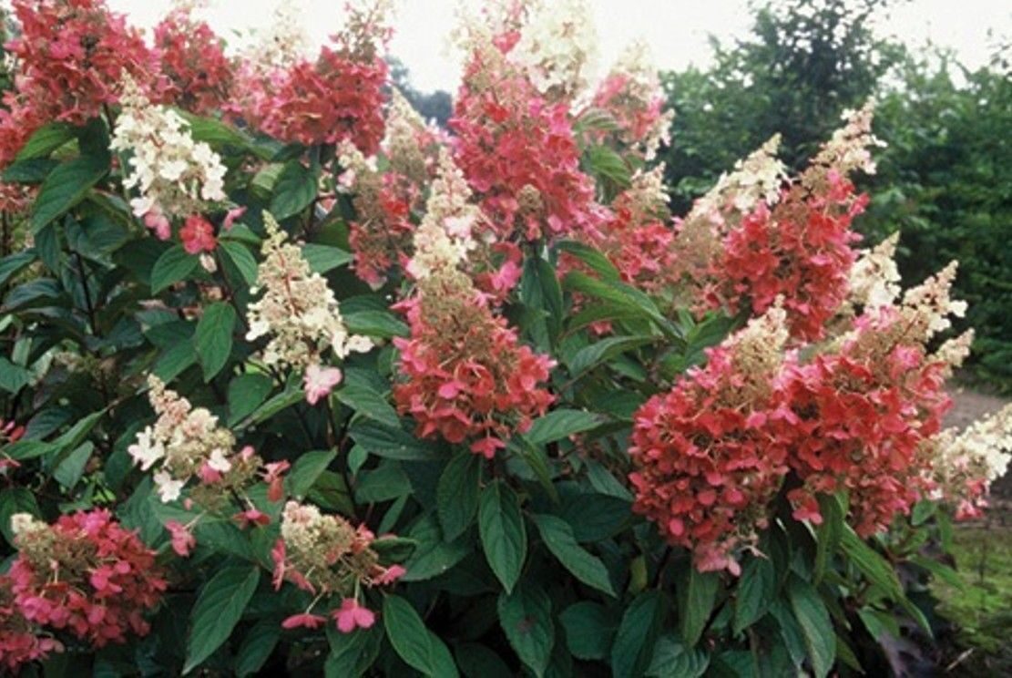 Гортензия Пинки Винки (Метельчатая) 1шт (Поиск)