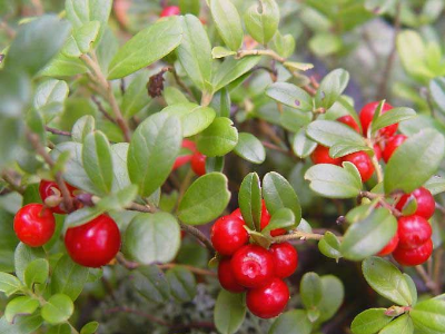 Брусника Эрнтекроне (коробка) 1шт (Поиск)