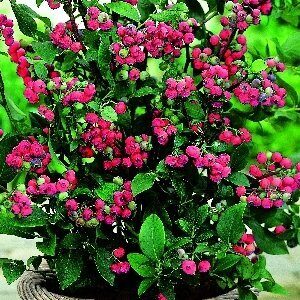 Голубика Пинк Лимонад (туба Р9) 1шт (Колорлайн)