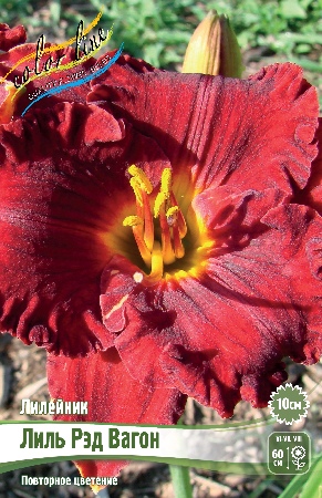 Лилейник Лиль Рэд Вагон 1шт (Колорлайн)