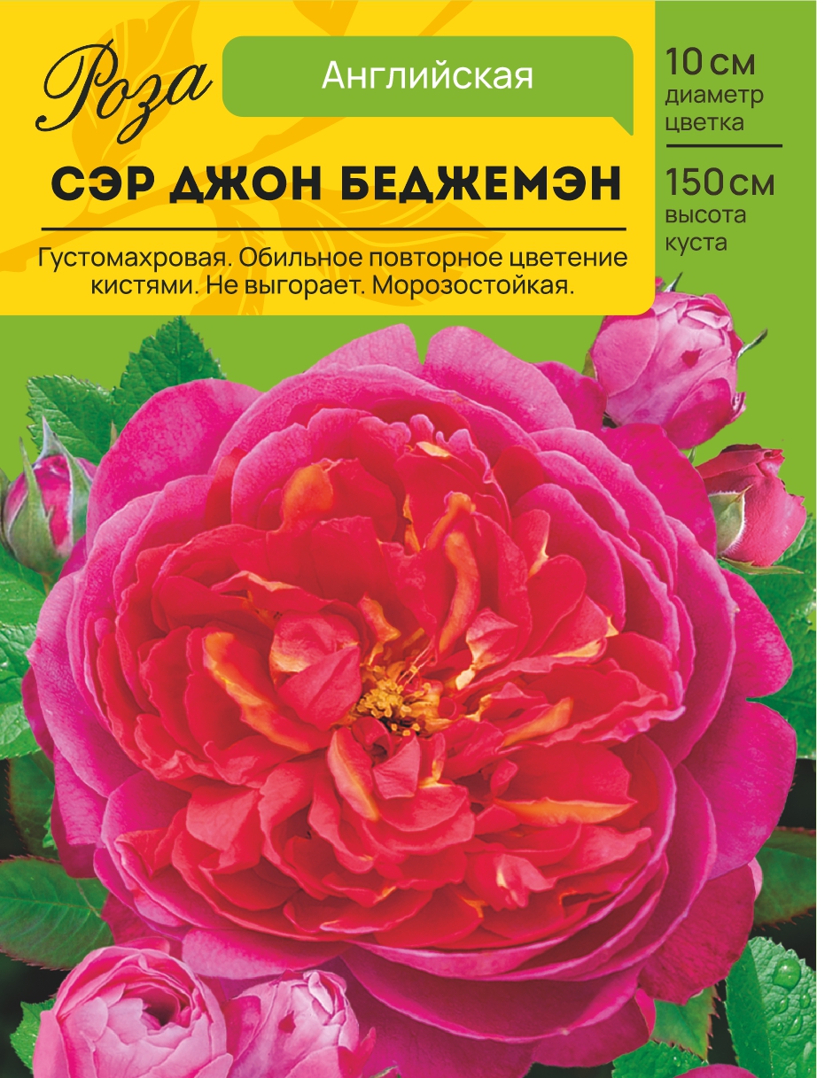 Роза Сэр Джон Беджемэн (Английская) С ЦВ.ЭТИКЕТКОЙ 1шт (Сиб сад)