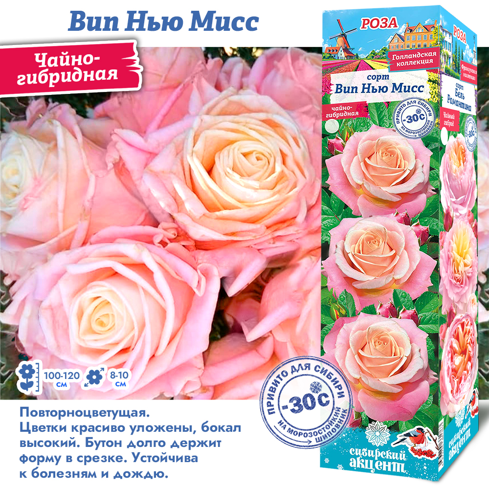 Роза Вип Нью Мисс (Чайно-гибридная) 1шт (Сиб сад)