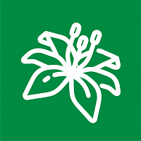 Лилии