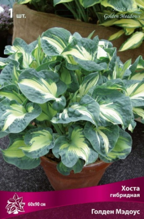 Хоста Голден Мэдоус 1шт (Поиск)