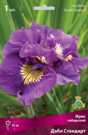 Ирис Дабл Стандарт (Сибирский) 1шт (Поиск)