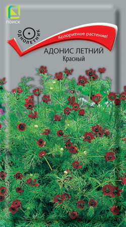 Адонис летний Красный однолетник 0,3г (Поиск)